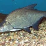 Dévérkeszeg deverkeszeg