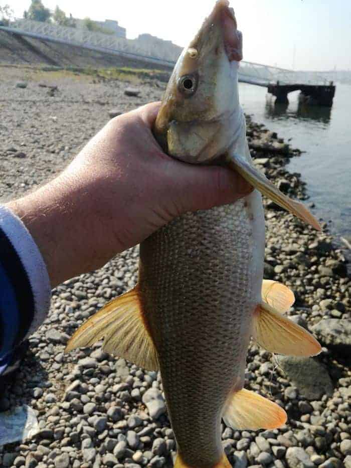 márna horgászat